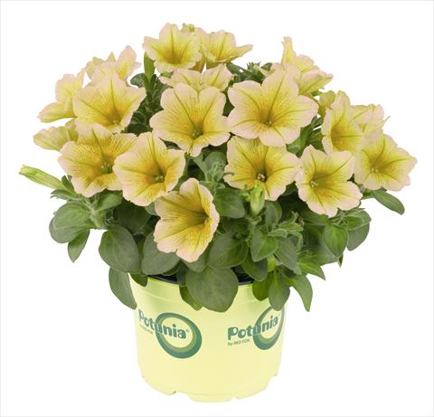 Photos von Blumenvarianten benutzt als: Topf, Beet, Terrasse, Ampel Petunia RED FOX Potunia® Plus Banana
