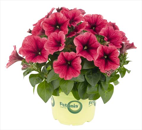 Photos von Blumenvarianten benutzt als: Topf, Beet, Terrasse, Ampel Petunia RED FOX Potunia® Plus Strawberry Ice