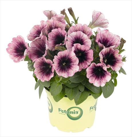Photos von Blumenvarianten benutzt als: Topf, Beet, Terrasse, Ampel Petunia RED FOX Potunia® Plus Watercolor Purple