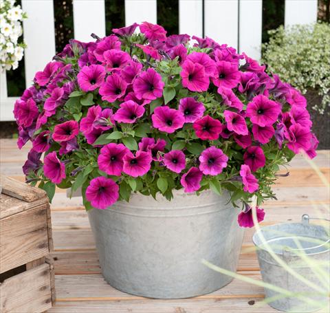 Photos von Blumenvarianten benutzt als: Topf, Beet, Terrasse, Ampel Petunia x hybrida RED FOX Sweetunia® Electric Violet