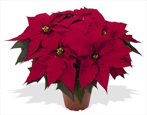 Photos von Blumenvarianten benutzt als: Topf Poinsettia - Euphorbia pulcherrima RED FOX Special Reds Holly Jolly Dark Red