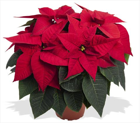 Photos von Blumenvarianten benutzt als: Topf Poinsettia - Euphorbia pulcherrima RED FOX Special Reds Prima Red
