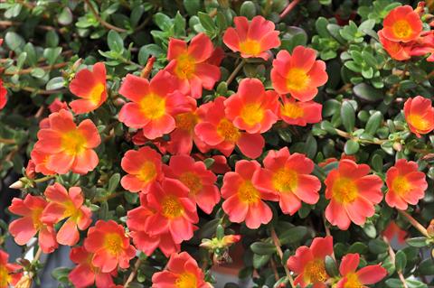 Photos von Blumenvarianten benutzt als: Beet, Terrasse, Ampel Portulaca RED FOX Cupcakes Carrot