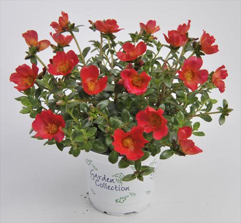 Photos von Blumenvarianten benutzt als: Beet, Terrasse, Ampel Portulaca RED FOX Cupcakes Cherry Baby