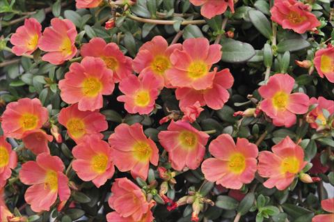 Photos von Blumenvarianten benutzt als: Beet, Terrasse, Ampel Portulaca RED FOX Cupcakes Peachy