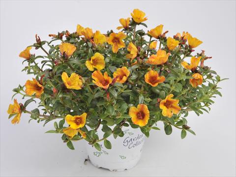 Photos von Blumenvarianten benutzt als: Beet, Terrasse, Ampel Portulaca RED FOX Cupcakes Yellow Chrome