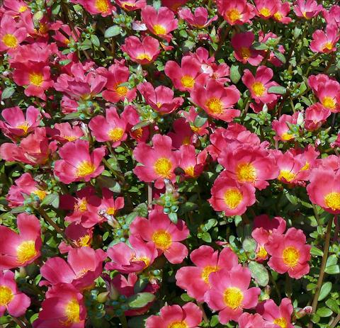 Photos von Blumenvarianten benutzt als: Beet, Terrasse, Ampel Portulaca Sun Dance Cherry Red