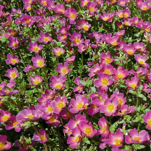 Photos von Blumenvarianten benutzt als: Beet, Terrasse, Ampel Portulaca Sun Dance Pink