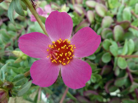 Photos von Blumenvarianten benutzt als: Beet, Terrasse, Ampel Portulaca Sun Dance Rose