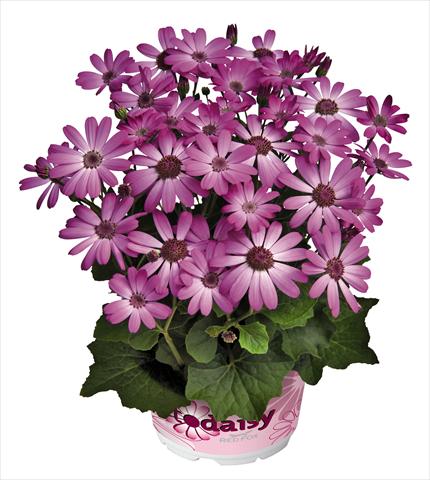 Photos von Blumenvarianten benutzt als: Topf und Beet Senecium cineraria RED FOX Todaisy Purple