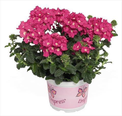 Photos von Blumenvarianten benutzt als: Topf, Terrasse, Ampel. Verbena RED FOX Empress Flair Pink Charme