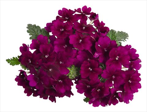 Photos von Blumenvarianten benutzt als: Topf, Terrasse, Ampel. Verbena RED FOX Empress Godiva