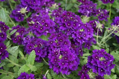Photos von Blumenvarianten benutzt als: Topf, Terrasse, Ampel. Verbena RED FOX Empress Imperial Blue