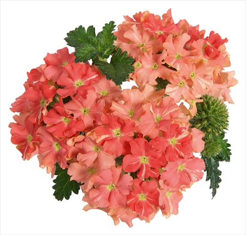 Photos von Blumenvarianten benutzt als: Topf, Terrasse, Ampel. Verbena RED FOX Empress Peach