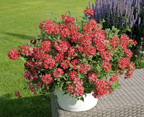 Photos von Blumenvarianten benutzt als: Topf, Terrasse, Ampel. Verbena Voodoo Star Red