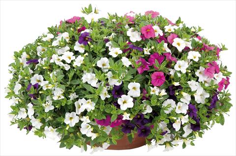 Photos von Blumenvarianten benutzt als: Topf, Beet, Terrasse 3 Combo Calibrachoa Lindura® Fata Morgana