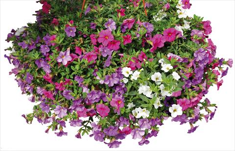 Photos von Blumenvarianten benutzt als: Topf, Beet, Terrasse 3 Combo Calibrachoa Lindura® Paradise