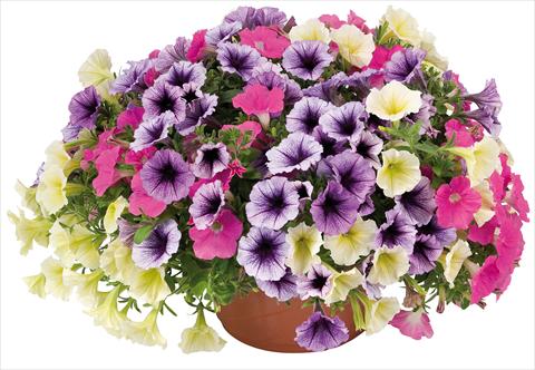 Photos von Blumenvarianten benutzt als: Topf, Beet, Terrasse 3 Combo Petunia Fortunia® Candy