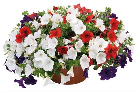 Photos von Blumenvarianten benutzt als: Topf, Beet, Terrasse 3 Combo Petunia Fortunia® Stars and Stripes