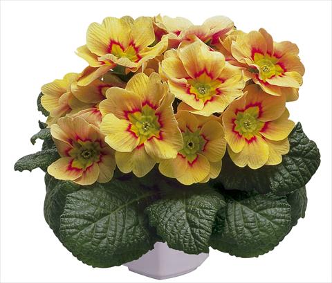 Photos von Blumenvarianten benutzt als: Topf und Beet Primula acaulis, veris, vulgaris Daniella Apricot