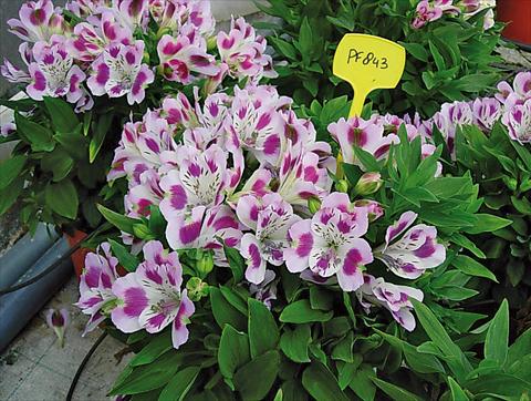photo of flower to be used as: Pot and bedding Alstroemeria Inticancha® Passion