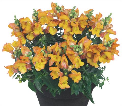 Photos von Blumenvarianten benutzt als: Topf und Beet Antirrhinum majus Florini® Diana Banjas
