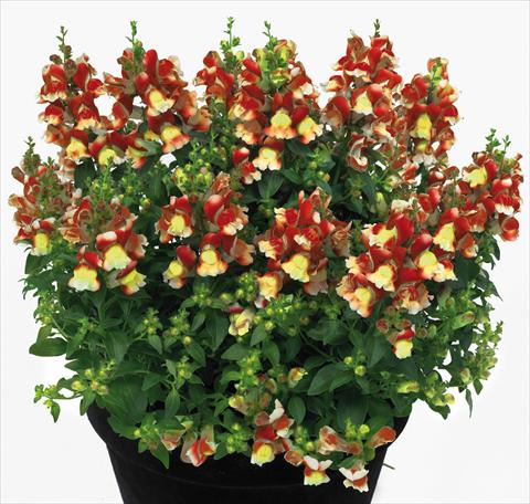 Photos von Blumenvarianten benutzt als: Topf und Beet Antirrhinum majus Florini® Diana Flame