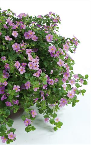 Photos von Blumenvarianten benutzt als: Topf, Terrasse, Ampel. Bacopa (Sutera cordata) Scopia® Great Classic Pink