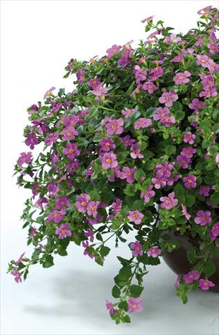 Photos von Blumenvarianten benutzt als: Topf, Terrasse, Ampel. Bacopa (Sutera cordata) Scopia® Gulliver Pink Heart