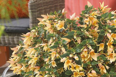 Photos von Blumenvarianten benutzt als: Beet, Topf oder Ampel Begonia boliviensis Crackling Fire® Creamy Yellow