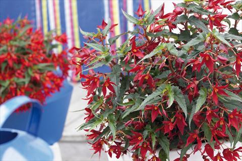 Photos von Blumenvarianten benutzt als: Beet, Topf oder Ampel Begonia boliviensis Crackling Fire® Dark Red