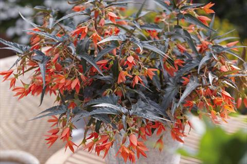 Photos von Blumenvarianten benutzt als: Beet, Topf oder Ampel Begonia boliviensis Crackling Fire® Orange