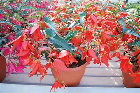 Photos von Blumenvarianten benutzt als: Beet, Topf oder Ampel Begonia boliviensis Crackling Fire® Red