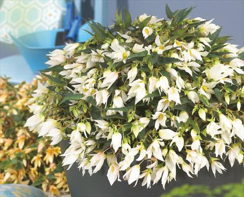 Photos von Blumenvarianten benutzt als: Beet, Topf oder Ampel Begonia boliviensis Crackling Fire® White