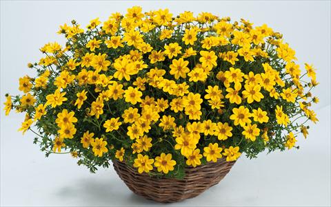Photos von Blumenvarianten benutzt als: Topf, Beet, Terrasse, Ampel Bidens ferulifolia Yellow Sunshine