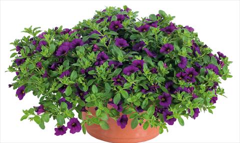 Photos von Blumenvarianten benutzt als: Topf, Beet, Terrasse, Ampel Calibrachoa Lindura® fides Indigo