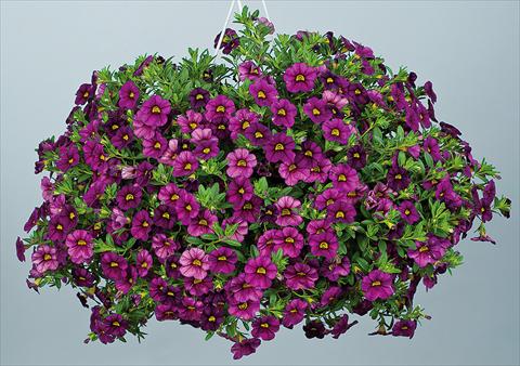 Photos von Blumenvarianten benutzt als: Topf, Beet, Terrasse, Ampel Calibrachoa Noa™ Dark Fuchsia