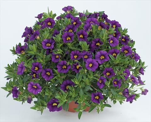 Photos von Blumenvarianten benutzt als: Topf, Beet, Terrasse, Ampel Calibrachoa Noa™ Deep Purple