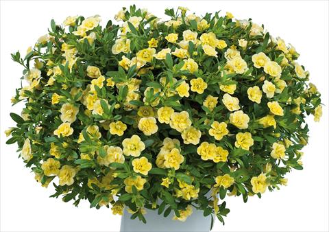 Photos von Blumenvarianten benutzt als: Topf, Beet, Terrasse, Ampel Calibrachoa Noa™ Double Pineapple