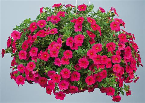 Photos von Blumenvarianten benutzt als: Topf, Beet, Terrasse, Ampel Calibrachoa Noa™ Red Improved
