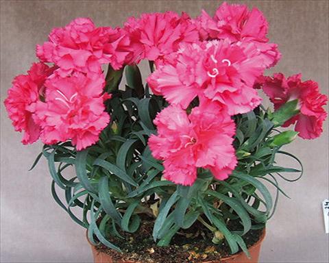 Photos von Blumenvarianten benutzt als: Ampel/Topf Dianthus Adorables® Mana