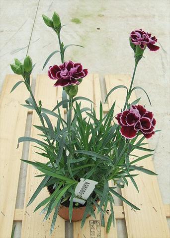 Photos von Blumenvarianten benutzt als: Ampel/Topf Dianthus Sunflor® Mimi