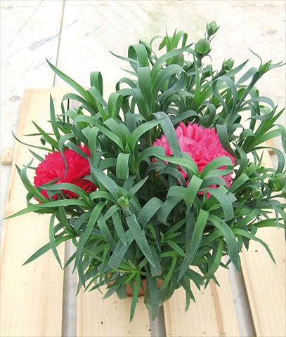 Photos von Blumenvarianten benutzt als: Ampel/Topf Dianthus Sunflor® Olivia