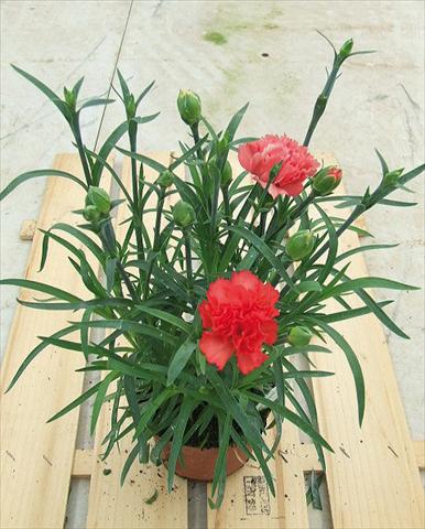 Photos von Blumenvarianten benutzt als: Ampel/Topf Dianthus Sunflor® Orange Bling Bling