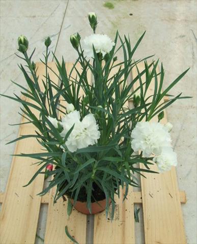 Photos von Blumenvarianten benutzt als: Ampel/Topf Dianthus Sunflor® Pure