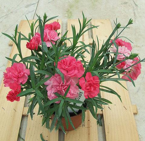 Photos von Blumenvarianten benutzt als: Ampel/Topf Dianthus Sunflor® Vivre