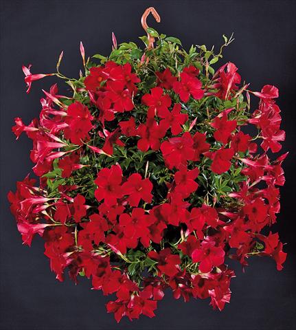 Photos von Blumenvarianten benutzt als: Terrasse, Topf Dipladenia Sundaville Pretty Red