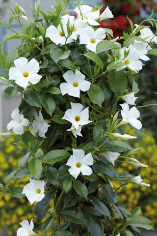 Photos von Blumenvarianten benutzt als: Terrasse, Topf Dipladenia Sundaville White