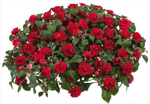 Photos von Blumenvarianten benutzt als: Topf und Beet Impatiens walleriana Musica™ Scarlet Improved
