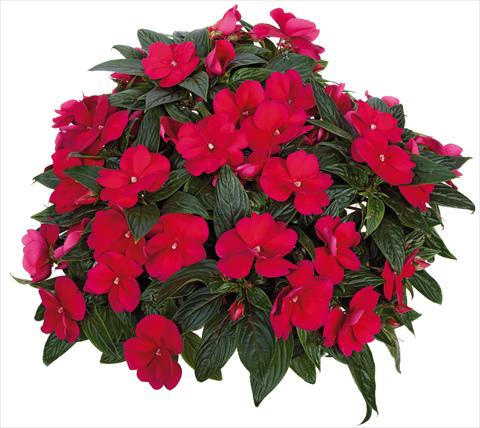Photos von Blumenvarianten benutzt als: Topf, Beet, Terrasse, Ampel Impatiens N. Guinea Tamarinda® Max fides® Burgundy